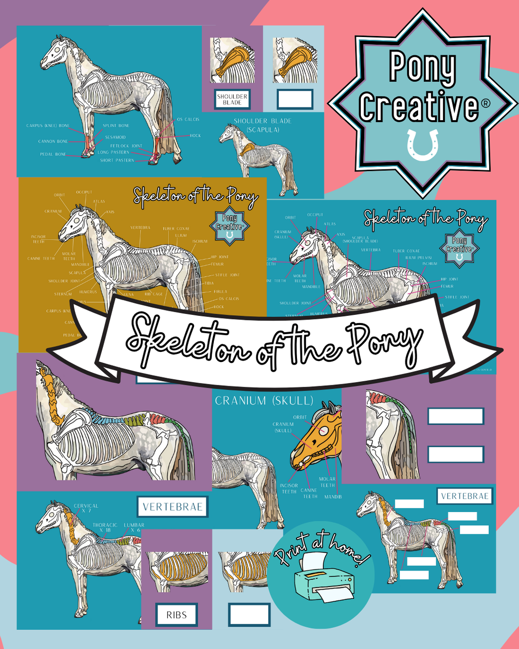 Pony Creative Skeleton Revision Flash Cards & Poster