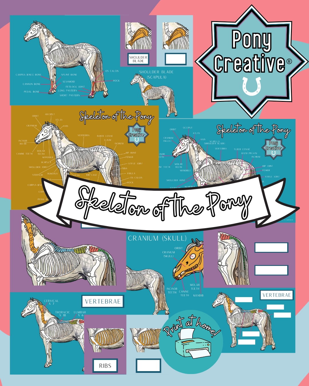 Pony Creative Skeleton Revision Flash Cards & Poster